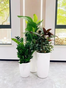 镇海花卉出租公司